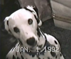 Deceased Fathers Dalmation Master Image