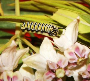 Psychic Reading Confirm with Butterflies Master Image