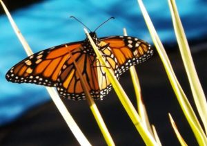 Monarch Butterfly & A woman's deceased niece. Master Image