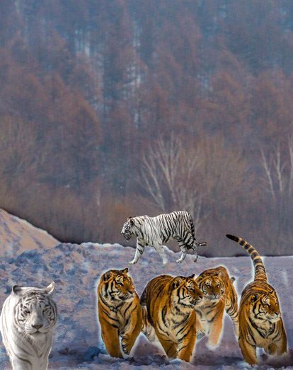 Bengal Tigers in Dream Master image