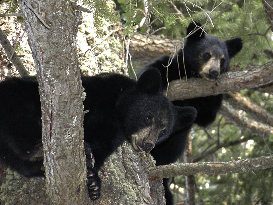 Bear Cubs Master Image