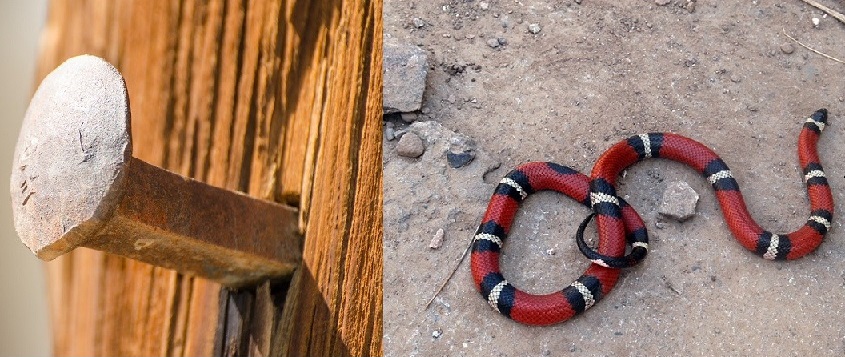 Psychic Mediumship Reading Snake & Spike Master Image