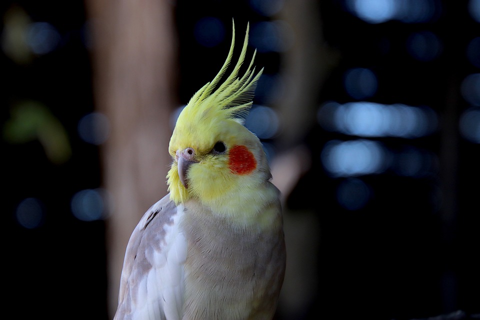 The Cockatiel Death 2023 master image