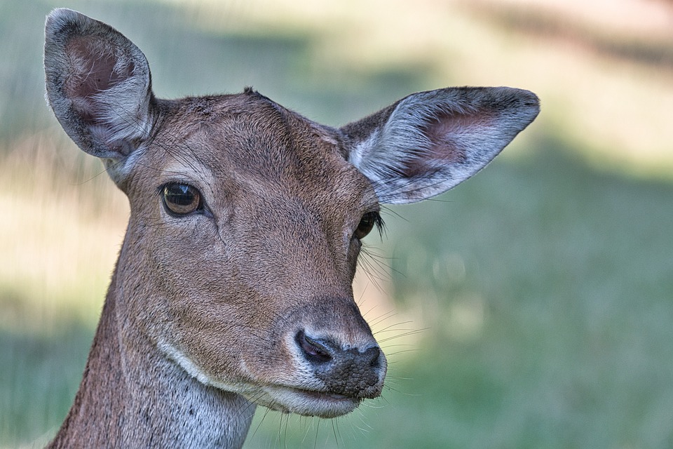 Deer from a dream master image