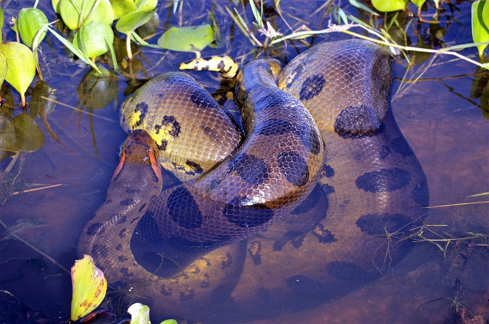 Snake In The Water Dream Master Image