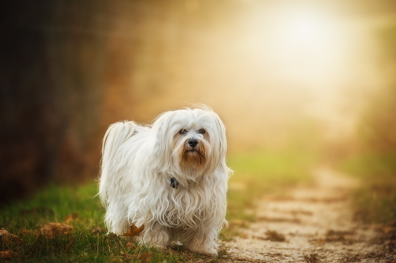 Havanese Dog in my Florida Pick 3 dream.